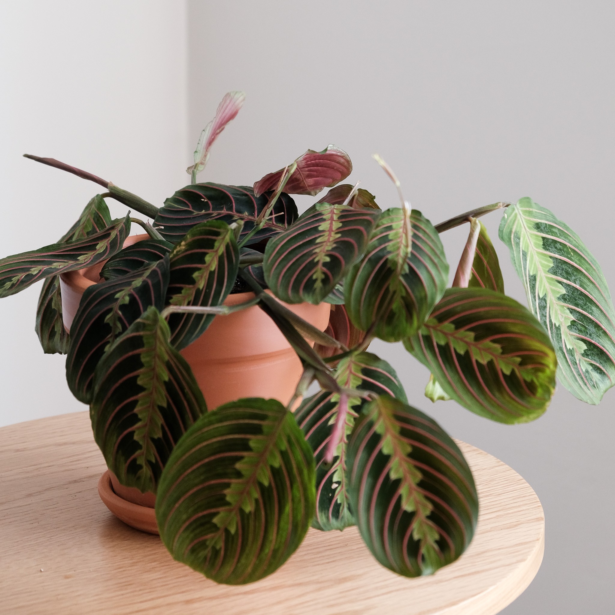 Maranta Leuconeura