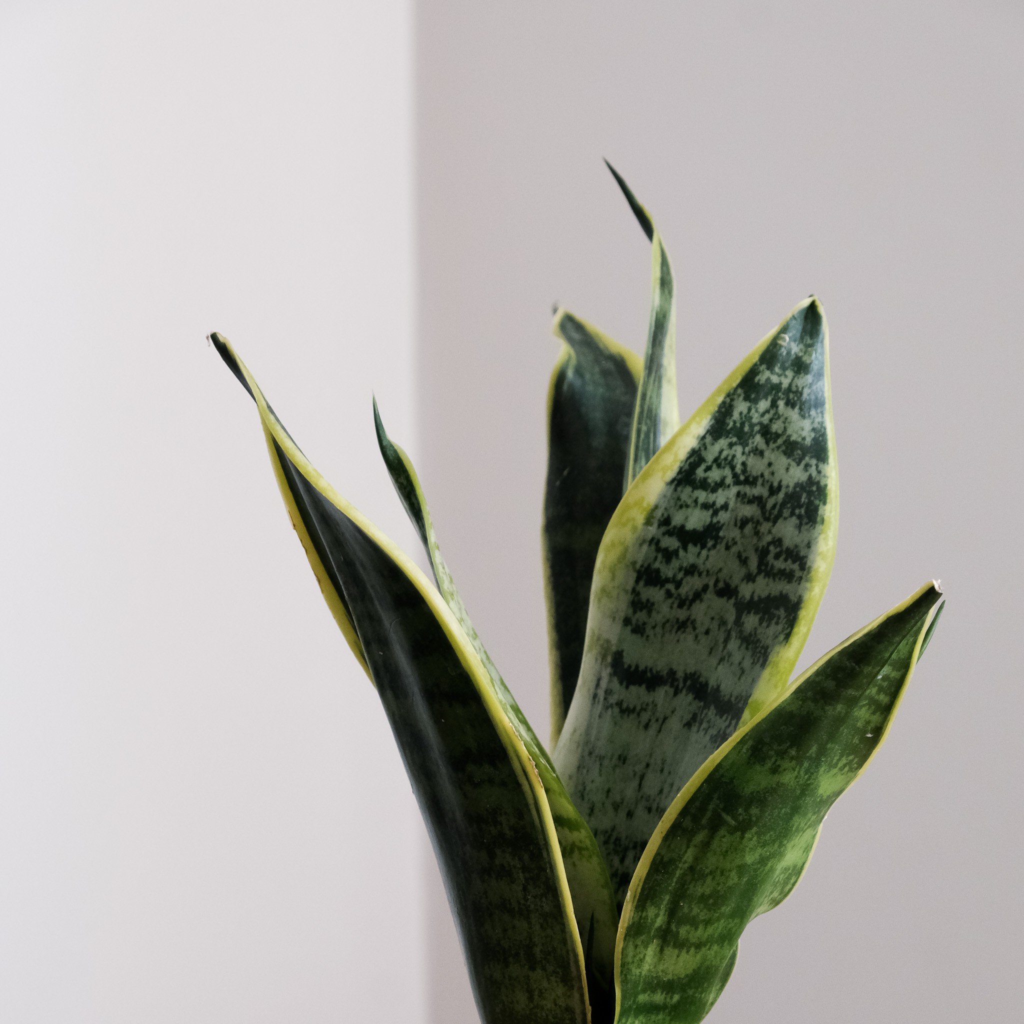 Sansevieria Trifasciata Mini