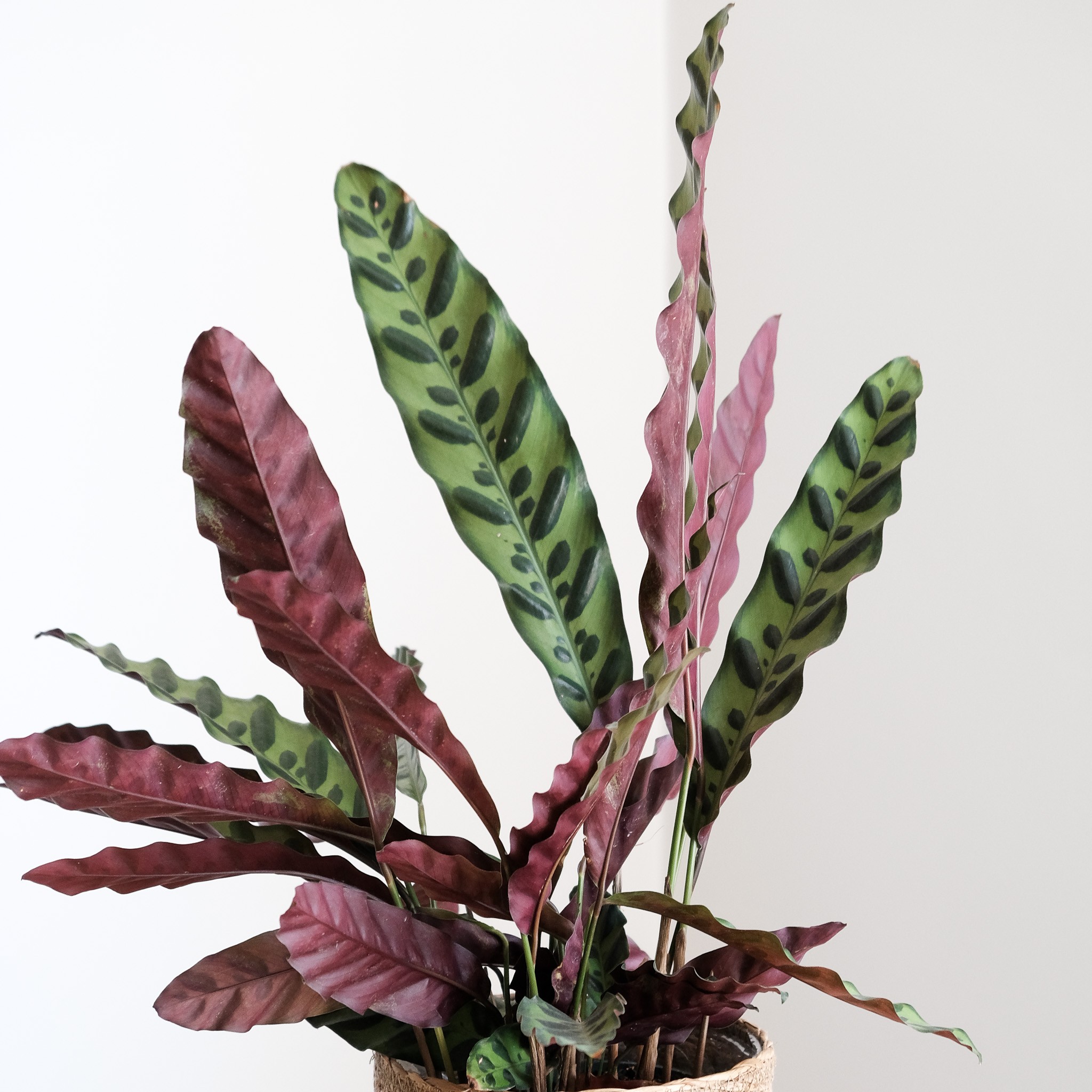 Calathea Lancifolia