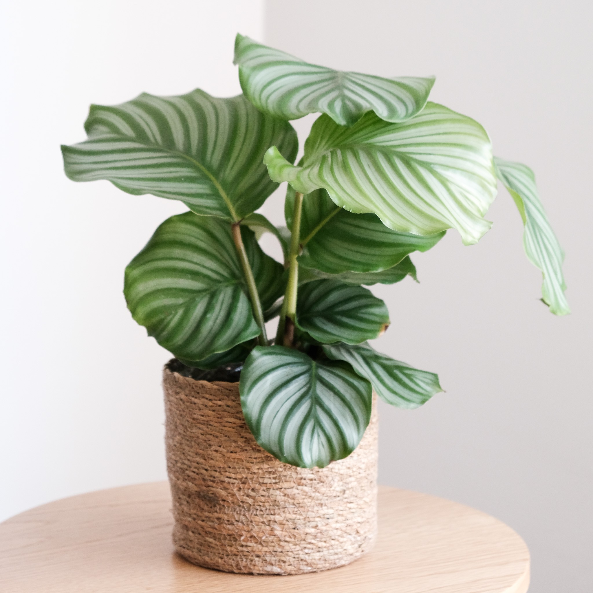 Calathea Orbifolia XL