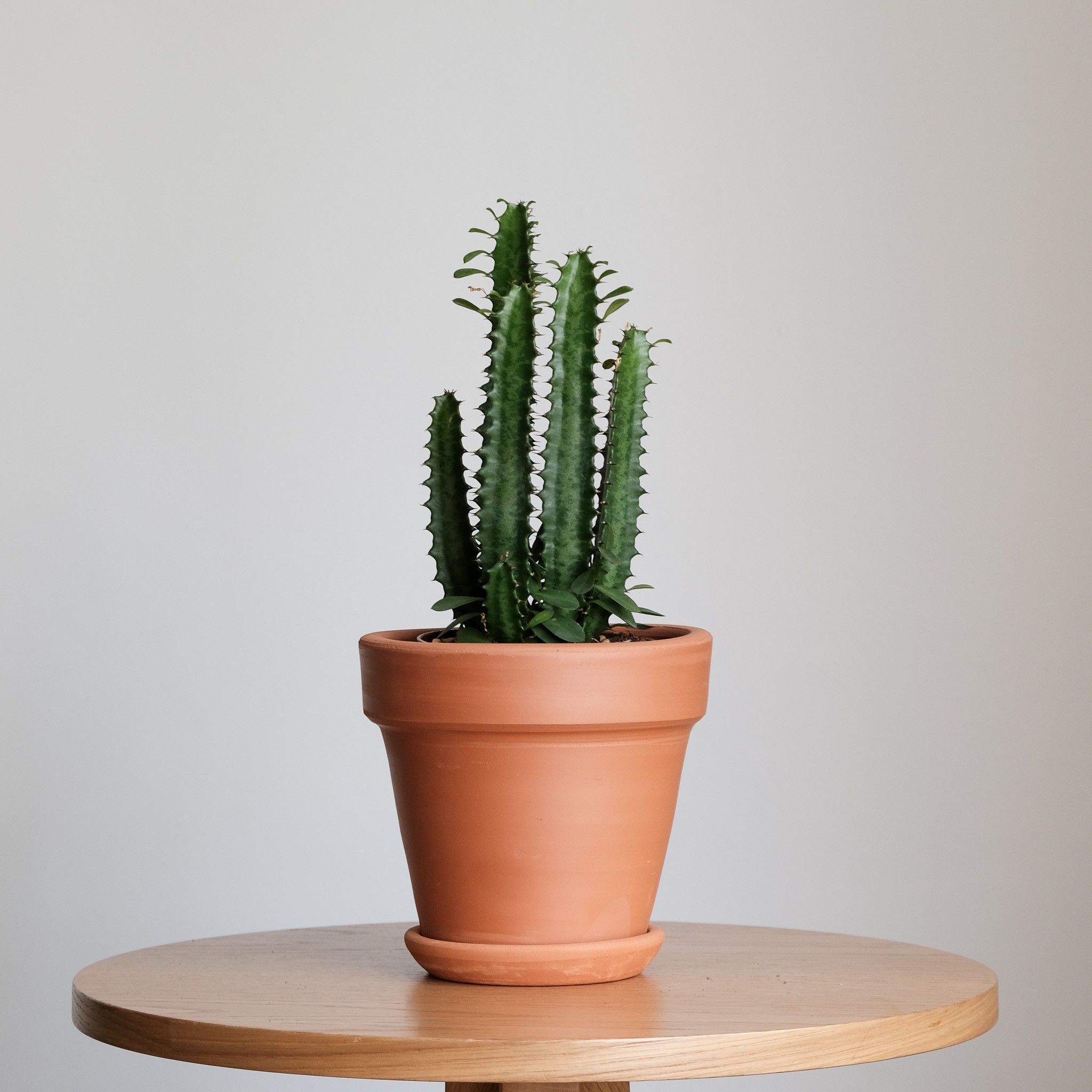  Euphorbia Trigona