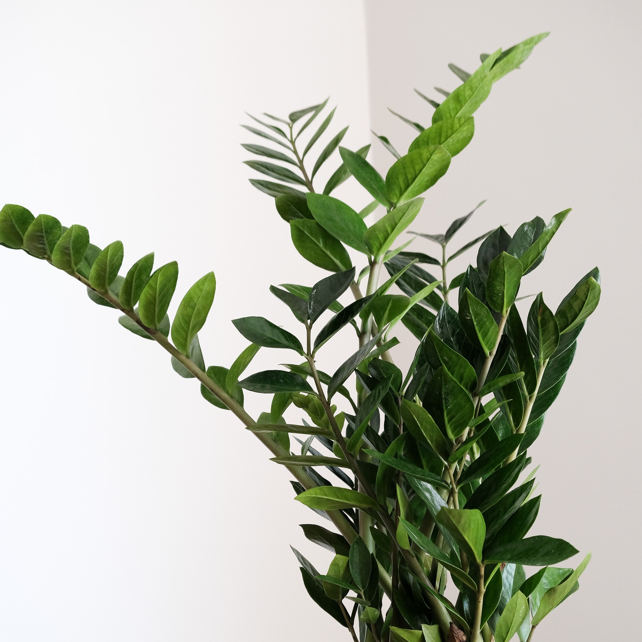 Zamia Zamioculcas