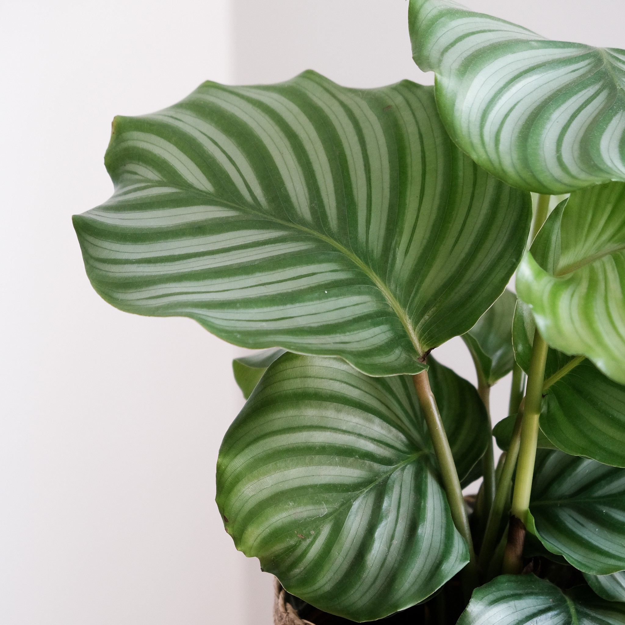 Calathea Orbifolia XL