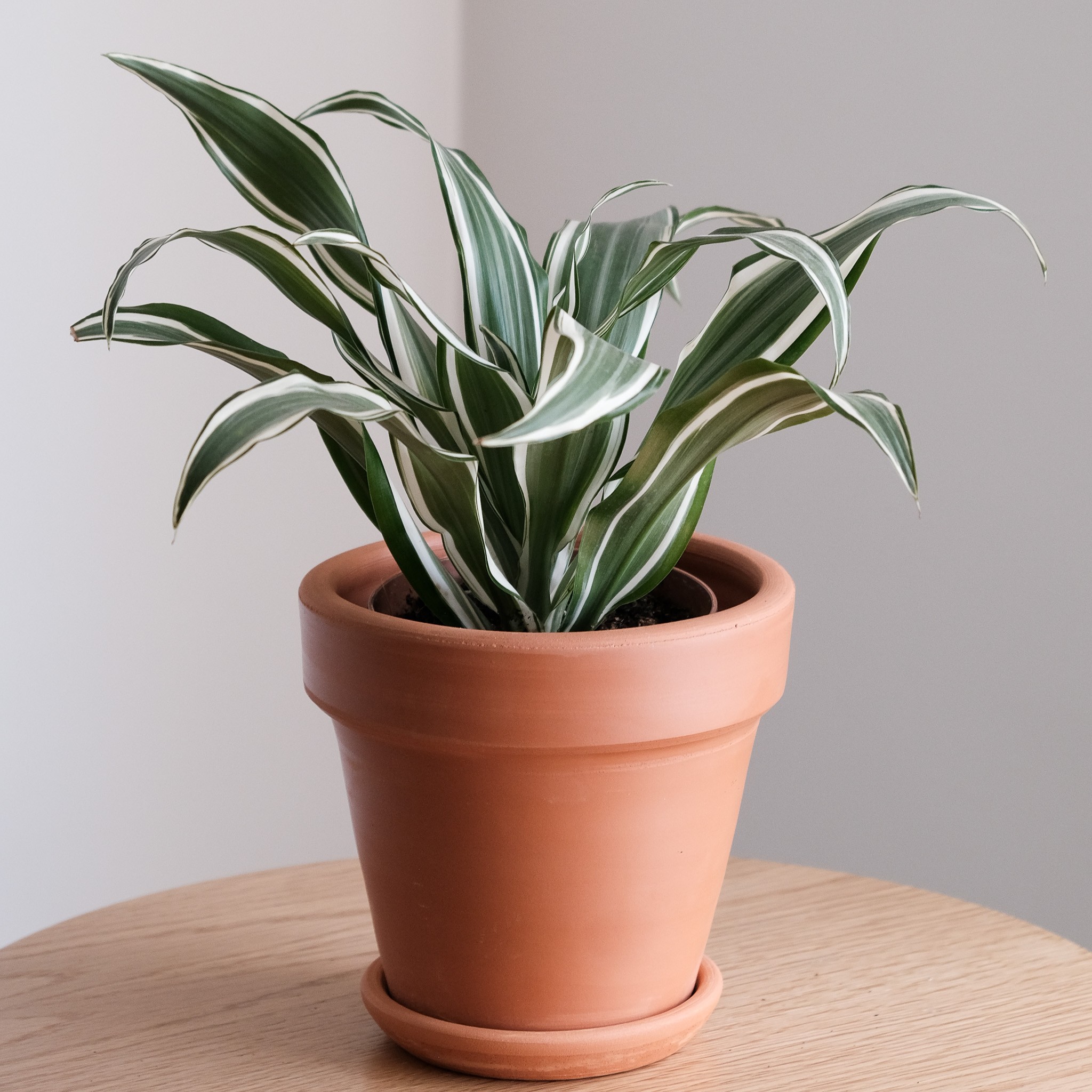 Dracaena White Stripe