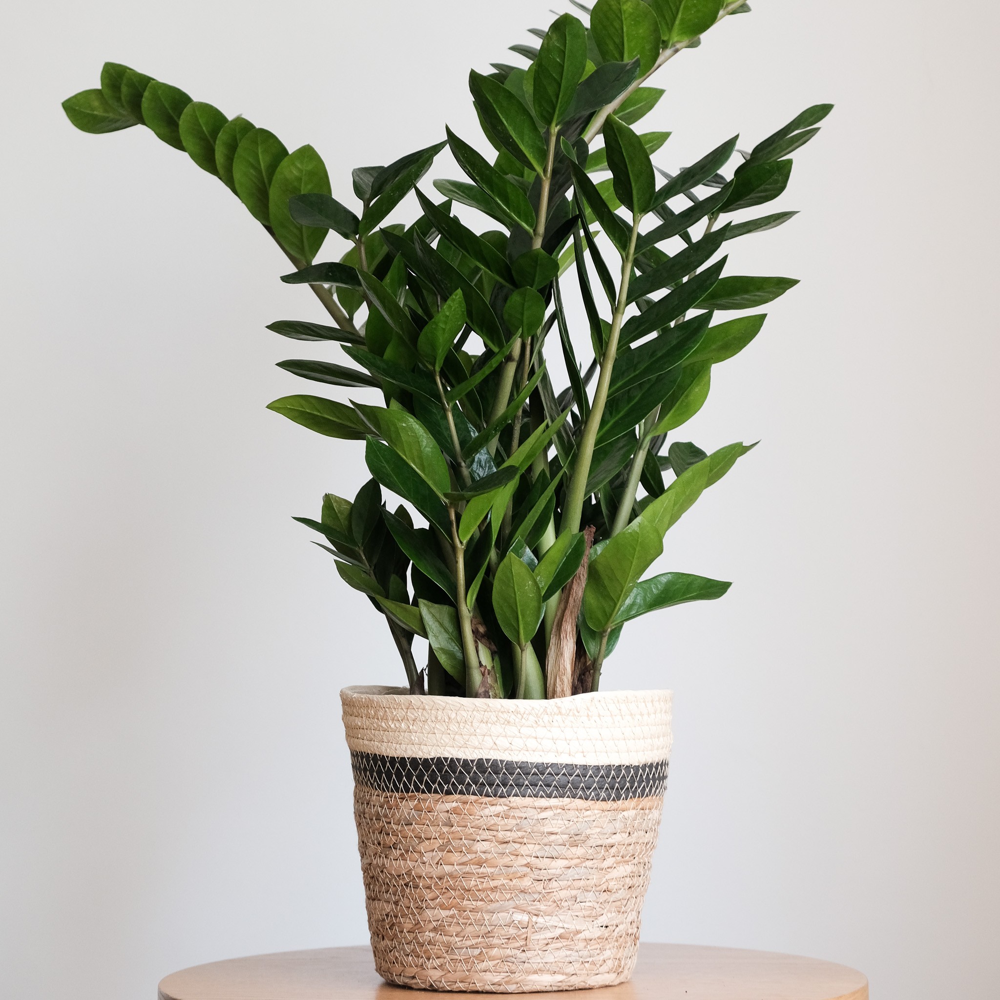 Zamia Zamioculcas