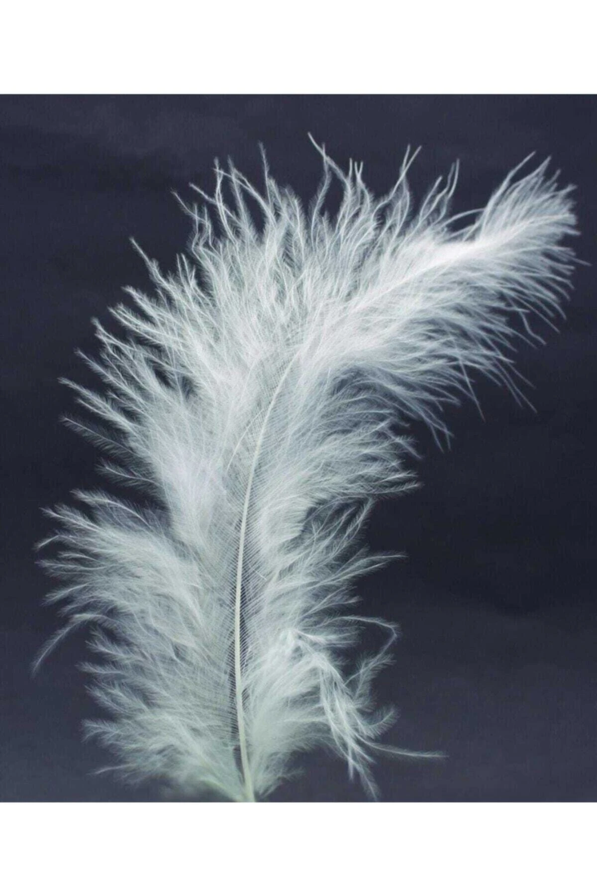 Beyaz Kuş Tüyü – 100 Adet | Yapay Çiçek Dekorasyonu, Masa Süsü ve Fon Malzemesi