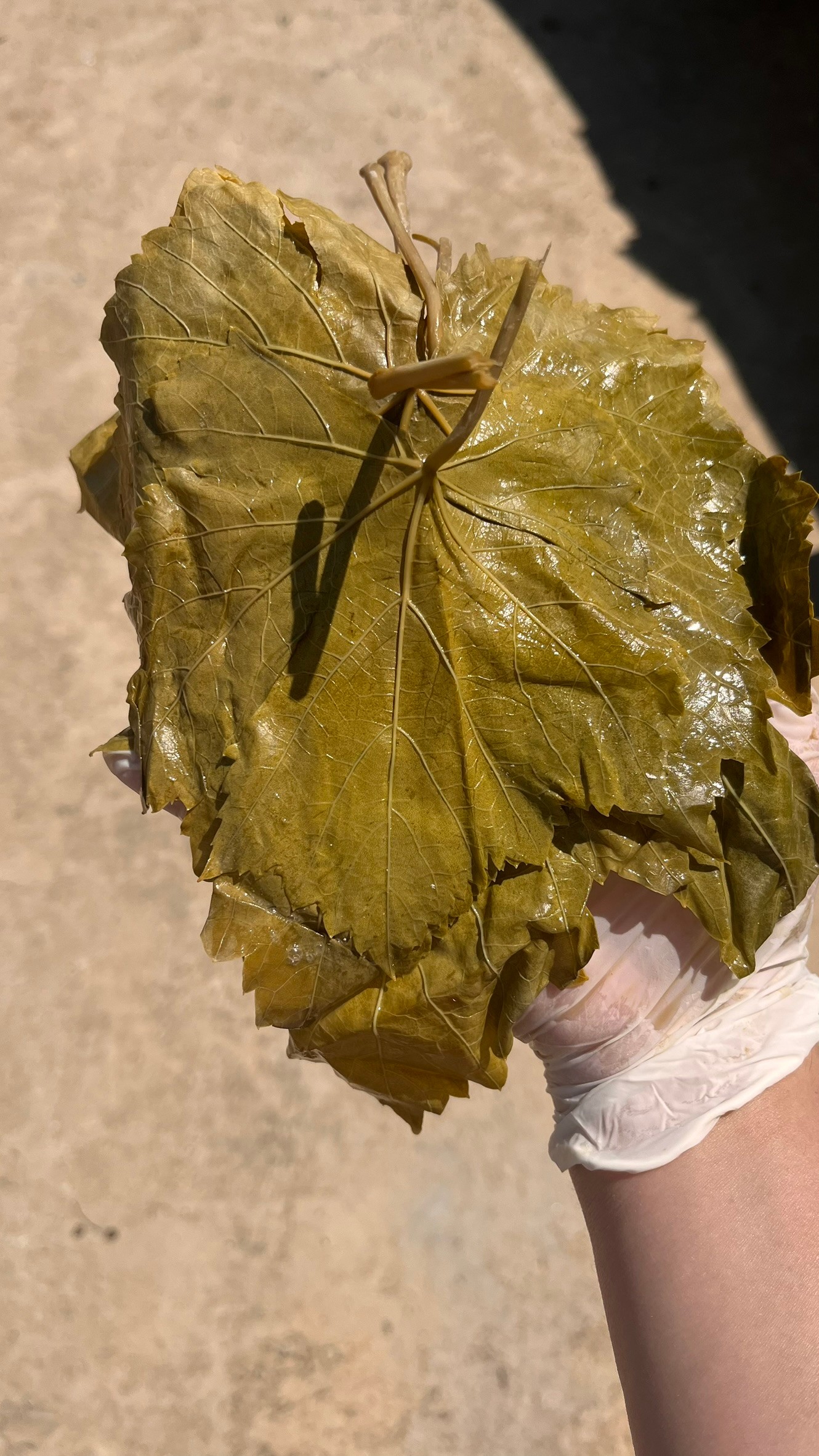 Alaşehir Salamura Yaprak 3 Kg
