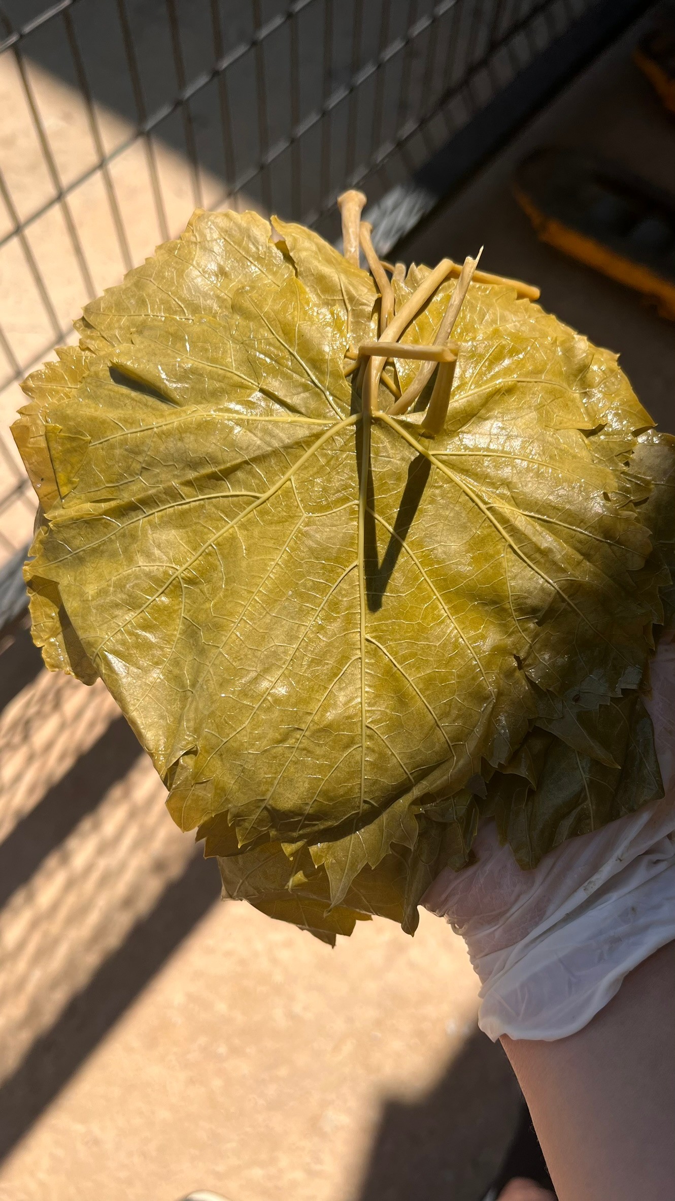 Alaşehir Salamura Yaprak 3 Kg