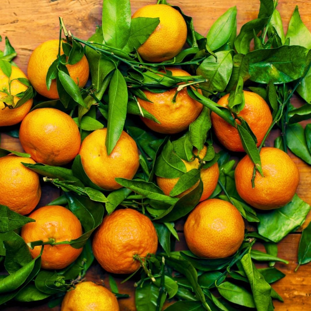 Gümüldür Satsuma Taze Mandalina 2Kg 