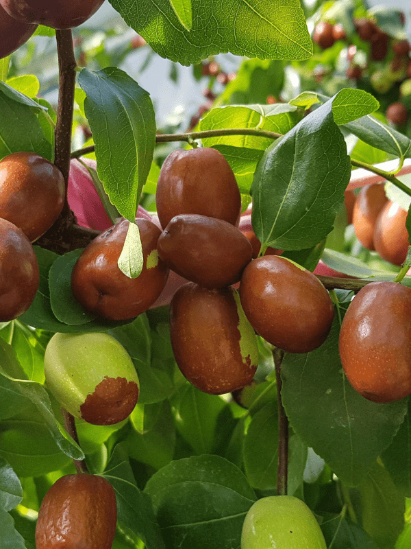 Taze Hünnap, Yalova 1 kg