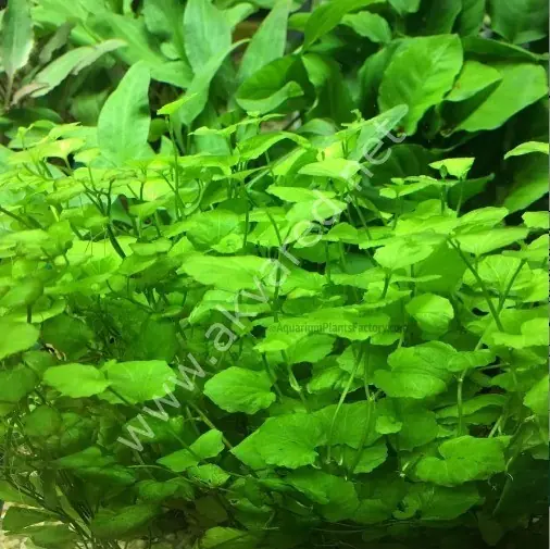 Cardamine lyrata vitro bitki 100cc / c01