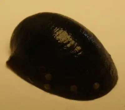 Batman Nerite snail (Yosun Canavarı) 4 Adet Özel Tür