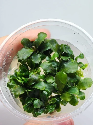 Bucephalandra green wavy Vitro Bitki 100cc /B09C