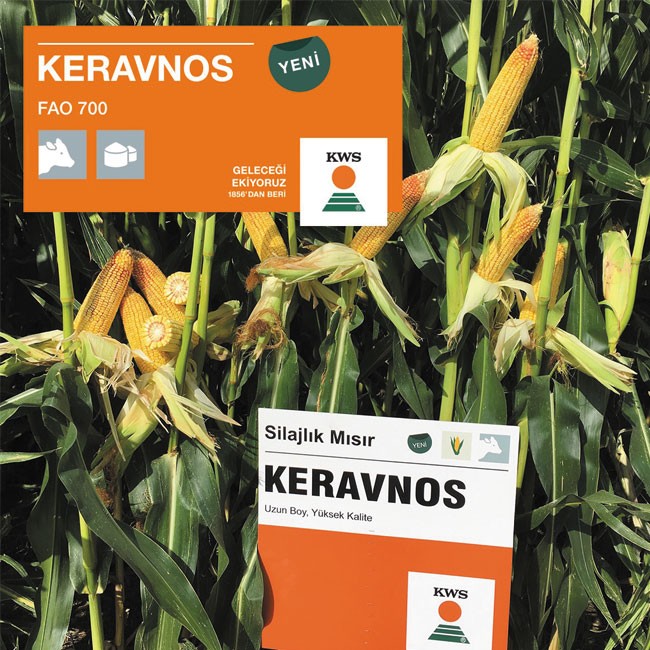 Keravnos Si̇lajlık Mısır (50 Bin Adet) İlaçlı (Kws Premix+gaucho Fs600)