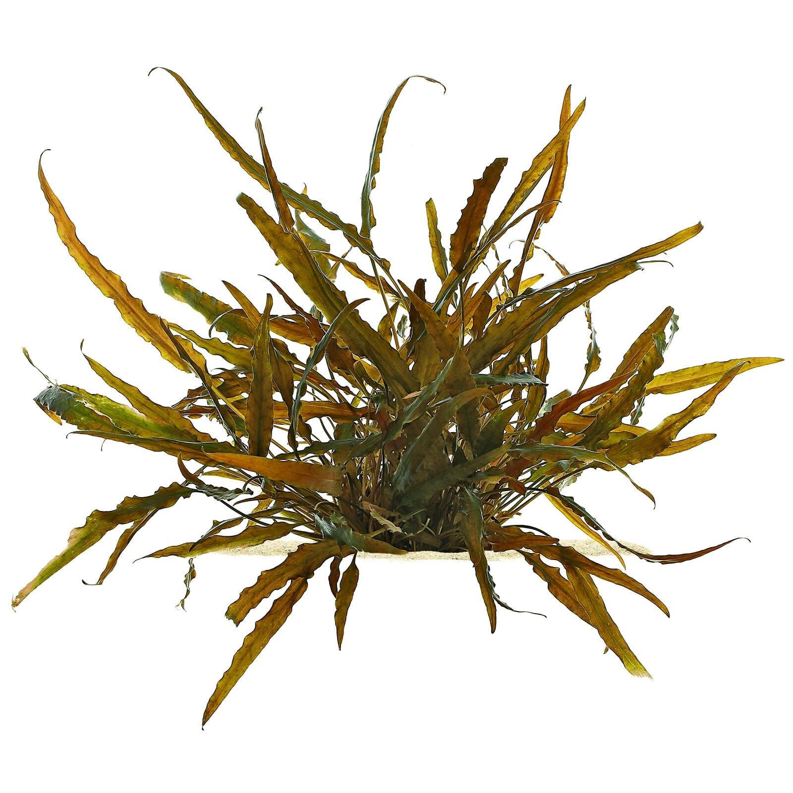 Cryptocoryne Axelrodi