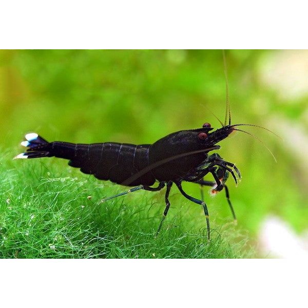 Taiwan Bee Black Extreme 1-1,2 cm