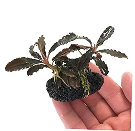 Bucephalandra on Lava Rock