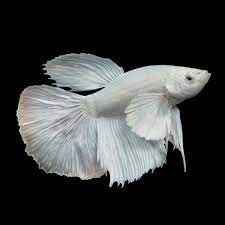 Halfmoon Betta White
