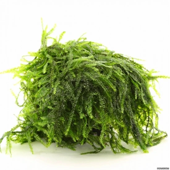 [Yeni] Pilo Moss on Lava Stone