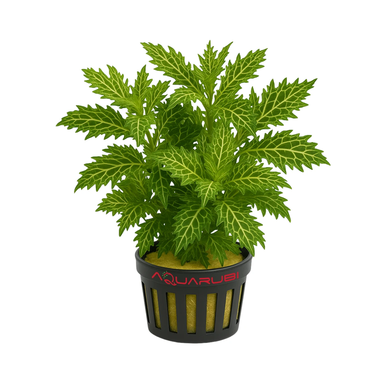 Hygrophila Difformis Variegated