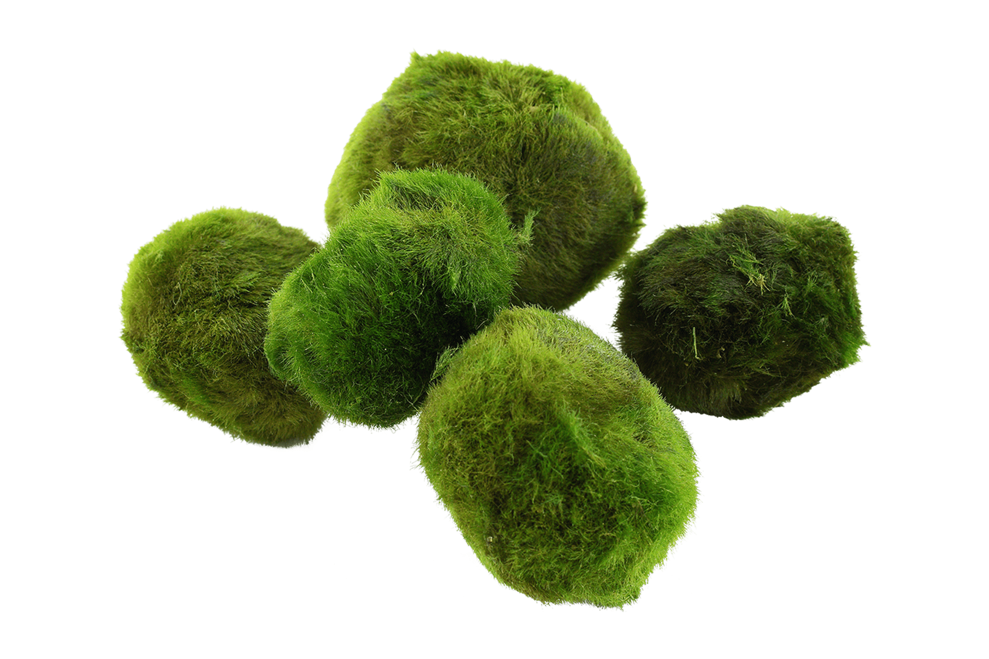 Cladophora Aegagropila (Moss Ball) 3-4Cm