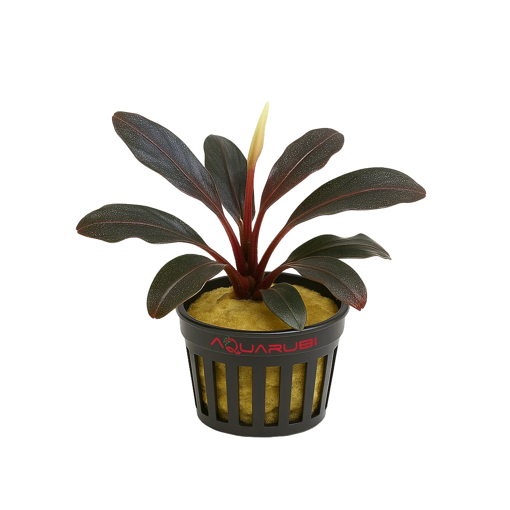 Bucephalandra Red Central