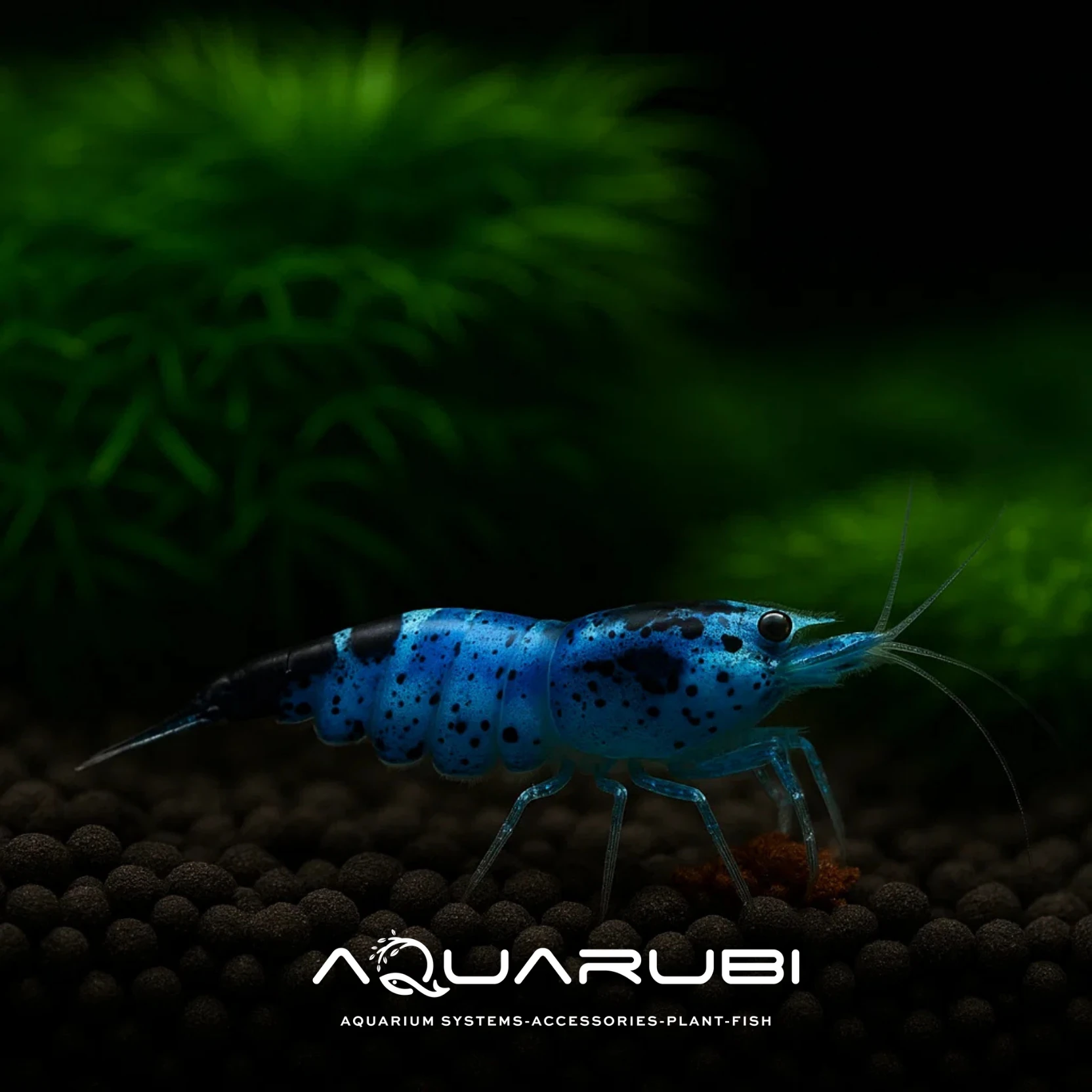 Mavi Siyah Rili Karides 1-1,2 cm (10 lu koloni)