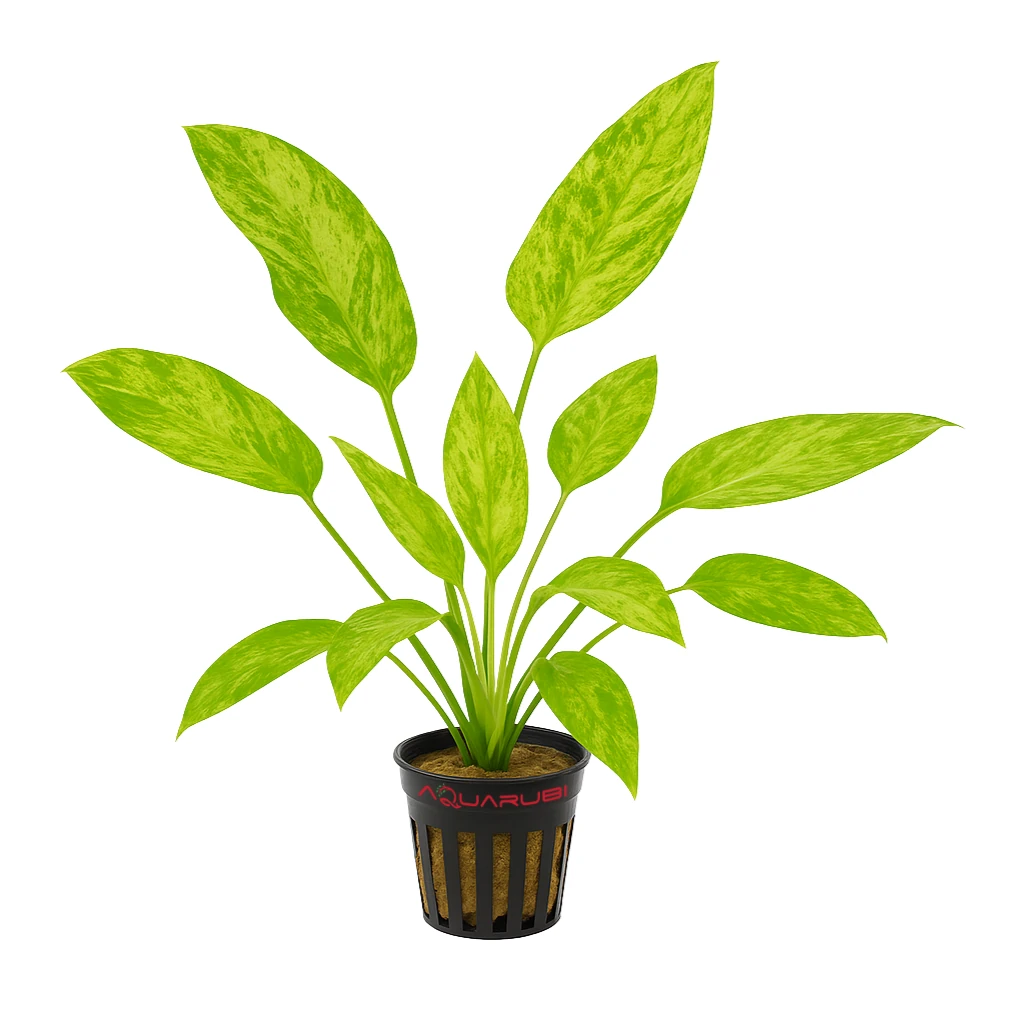 Echinodorus Marble Queen