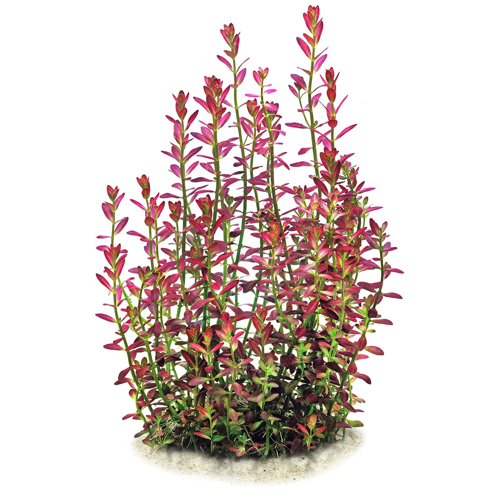 Rotala Florida Sunset