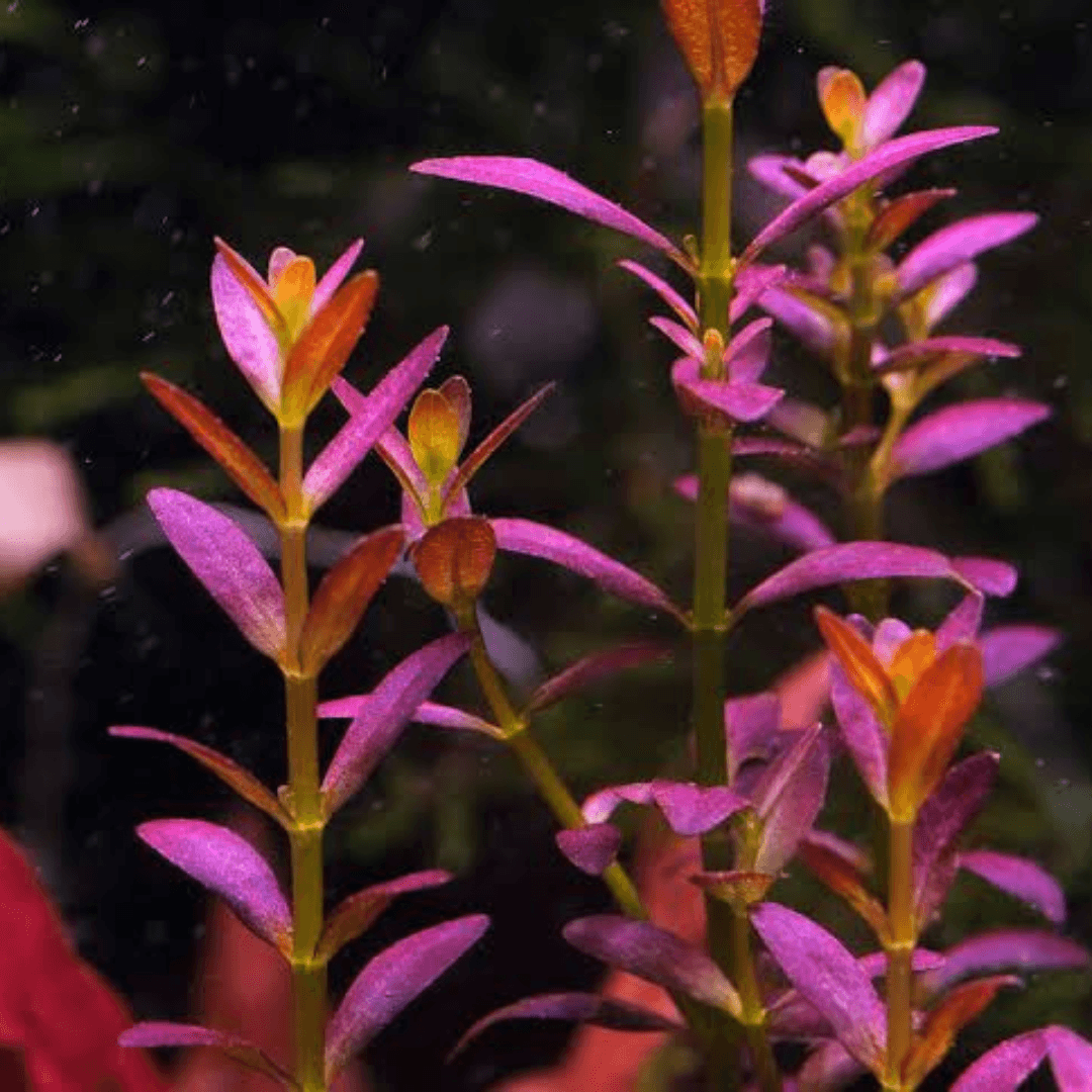 Rotala Florida Sunset "Ramosior"
