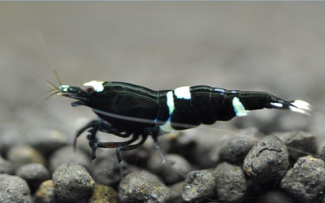 Taiwan Bee Kingkong 1-1,2 cm