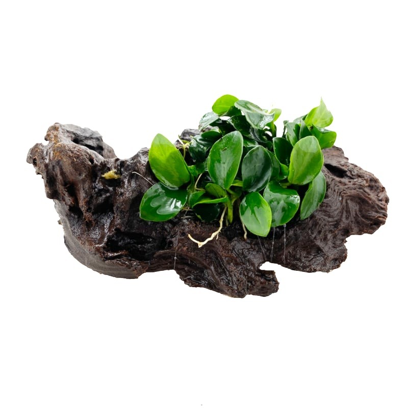 Anubias petite colony on mangrow