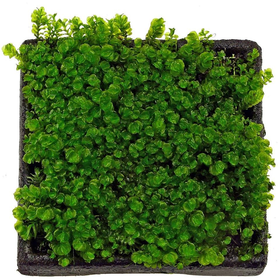 Tetragonum Moss