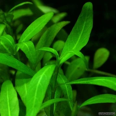 Hygrophila Polysperma (Zeytin)