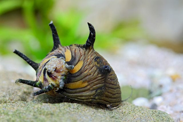 Sun (dikenli) Nerite Snail 0,5-1cm ( 5 Adet )