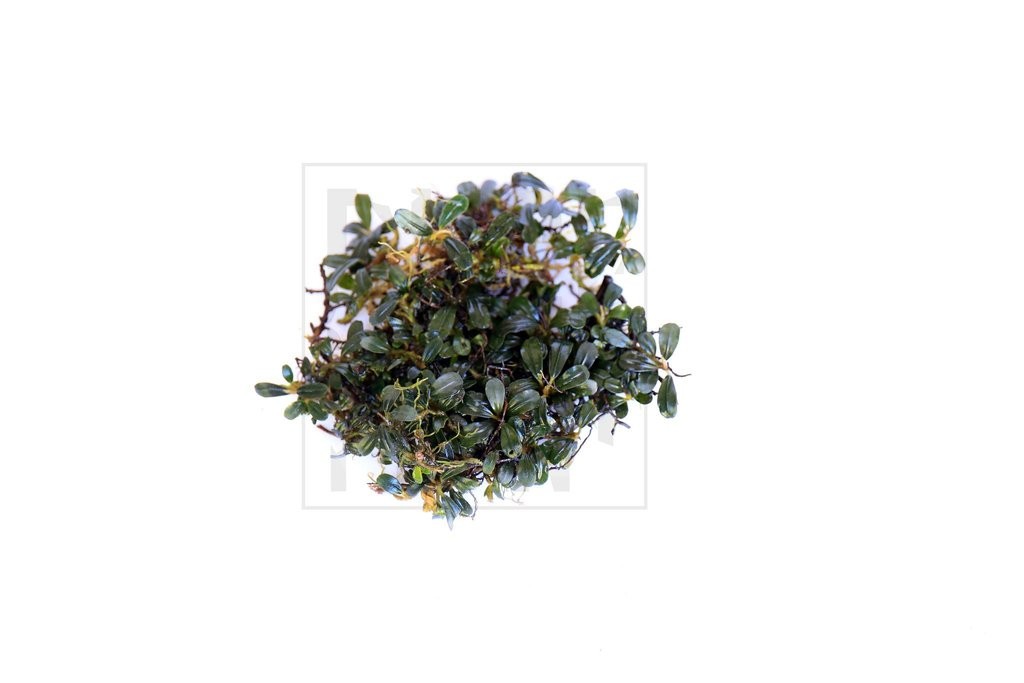 Bucephalandra Mini Purple