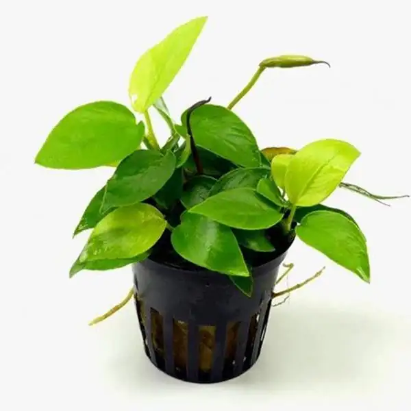 Anubias Barteri Var Nana Golden
