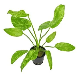 Echinodorus Marble Queen
