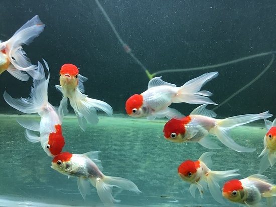Red Cap Oranda 4-5cm (Japon Balığı)
