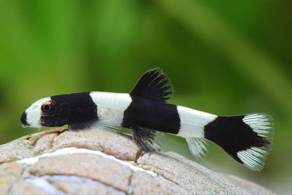 Panda Loach 3-4cm