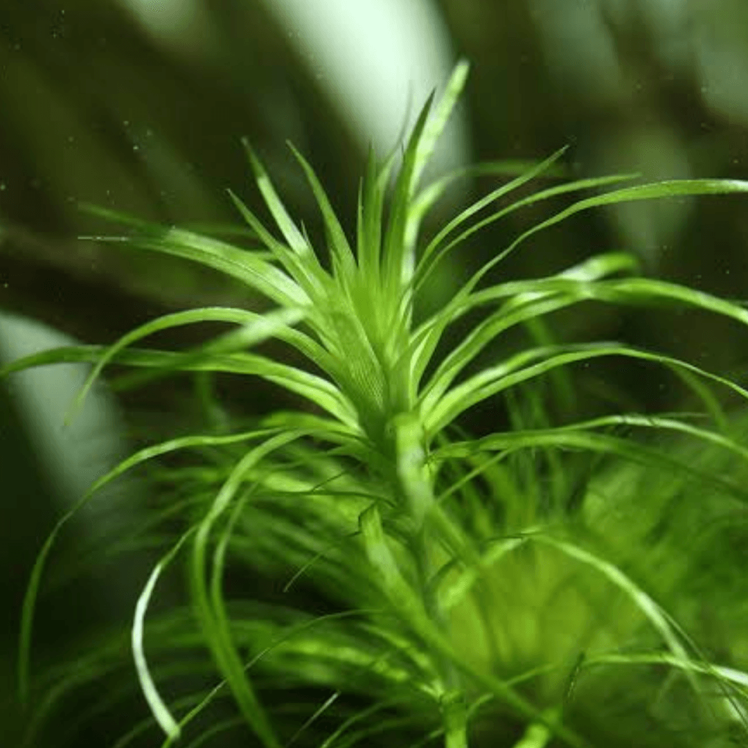 Syngonanthus Meta
