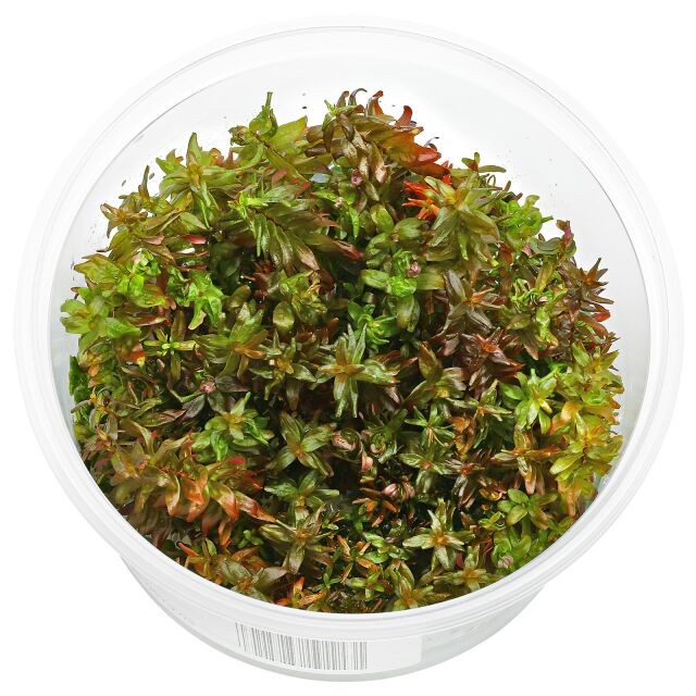 Rotala Macrandra ‘Mini Butterfly'