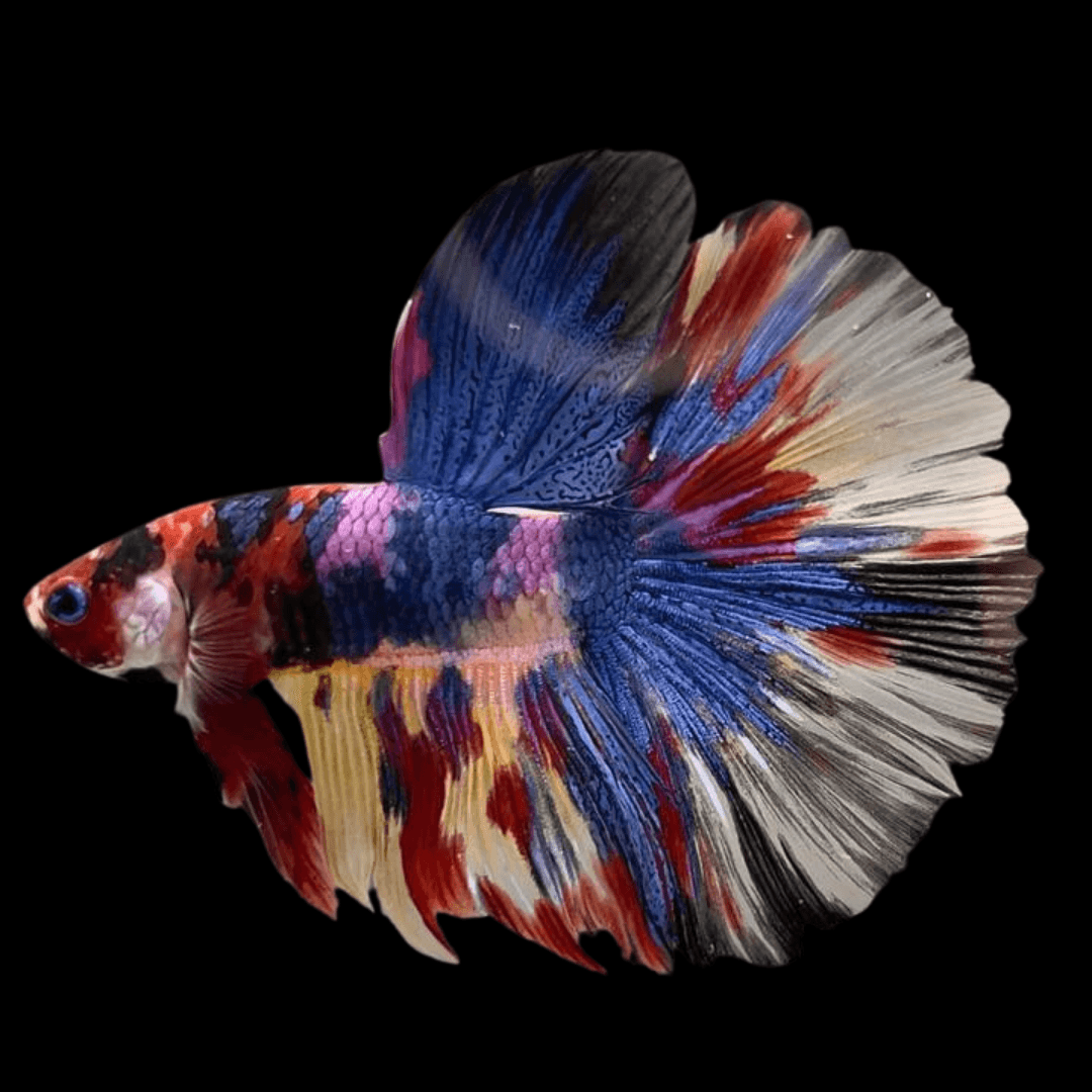 Galaxy Halfmoon Betta