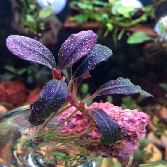 Bucephalandra Brownie Purple 
