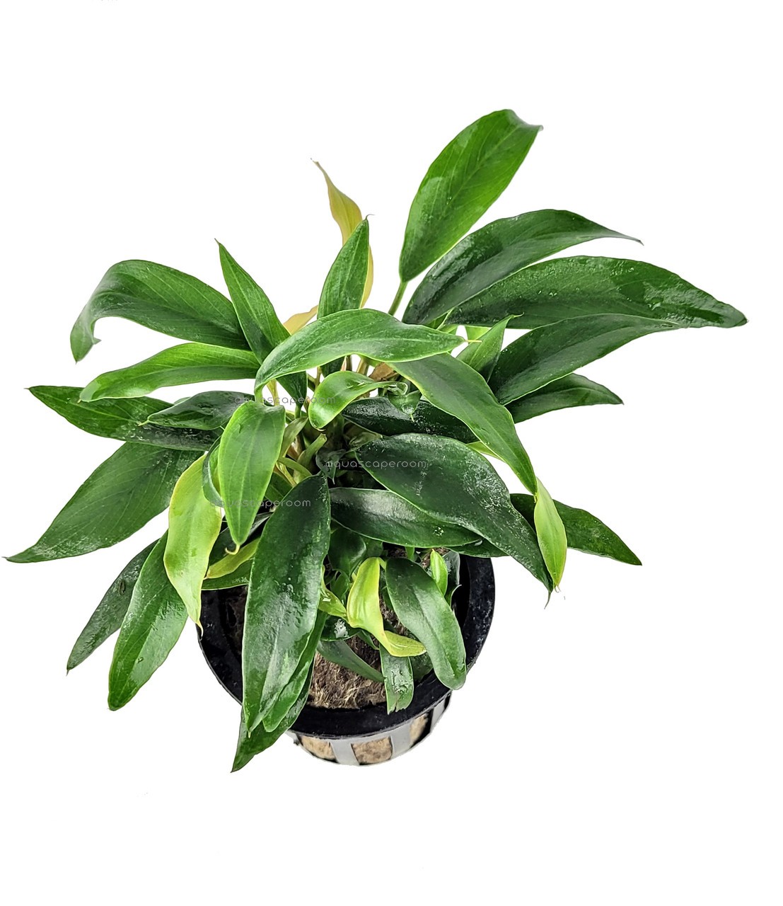 Anubias Chili Jalapeno