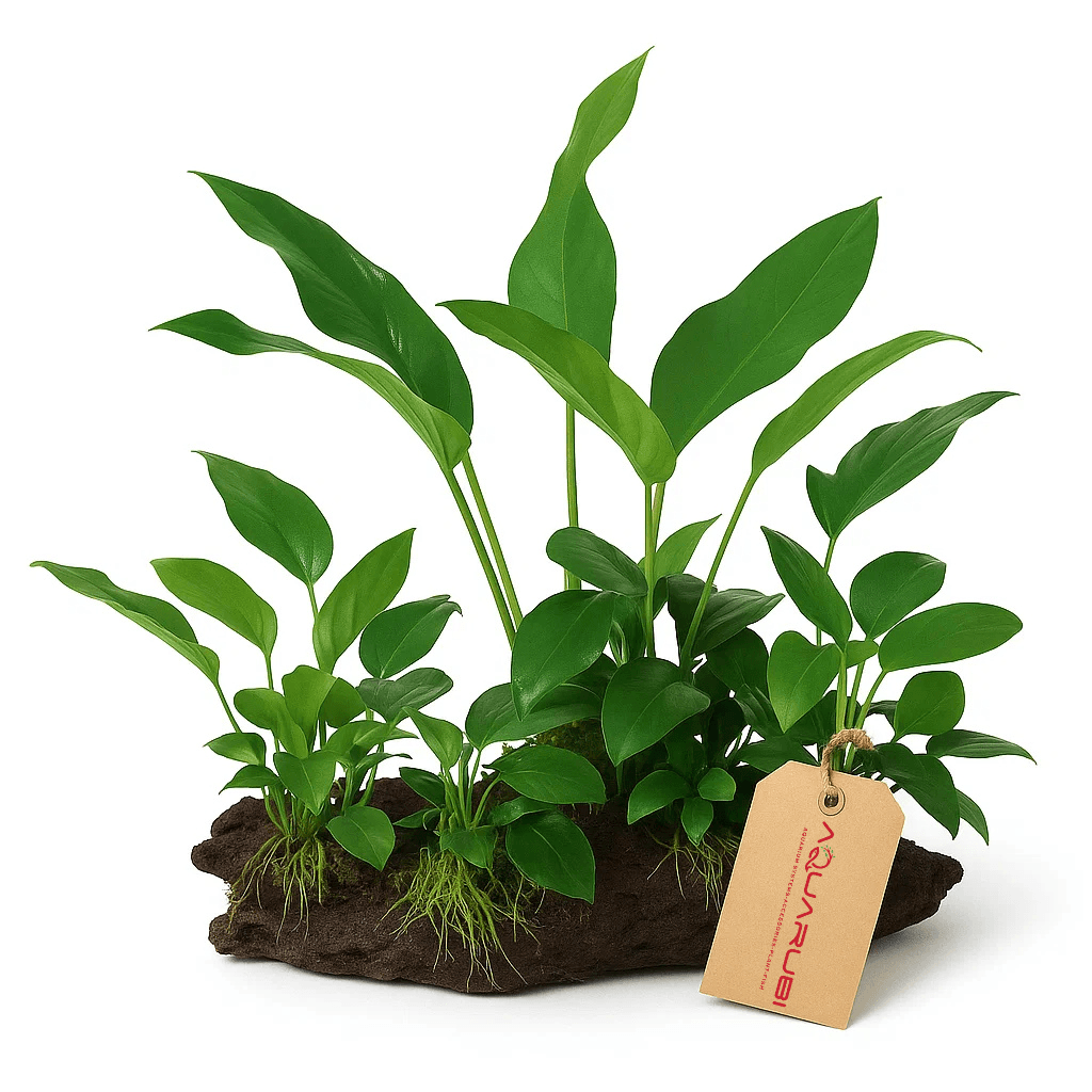 Anubias Mix On Mangrow 25cm