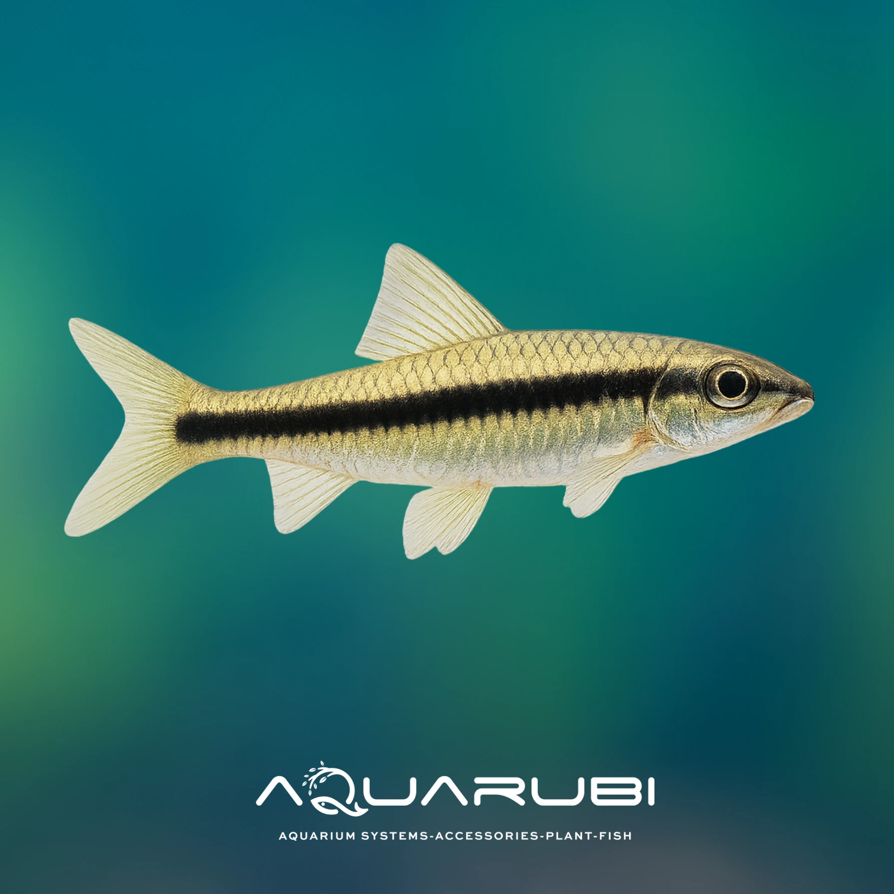 SAE (Crossocheilus Siamensis) 3-4cm (5 adet)