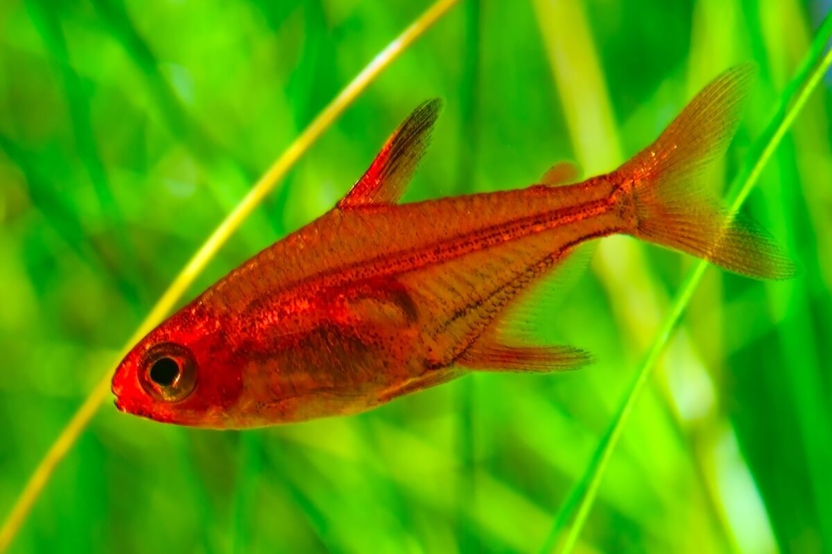 Ember Tetra 2-3cm (10 Adet)