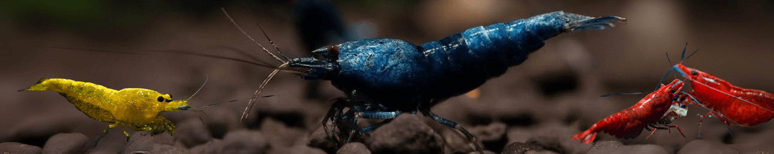 Neocaridina