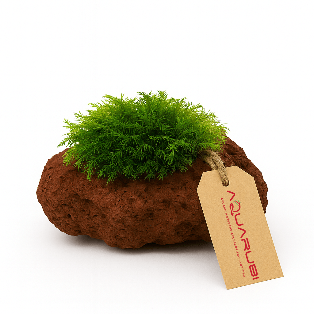 Fissidens Fox Moss on Stone